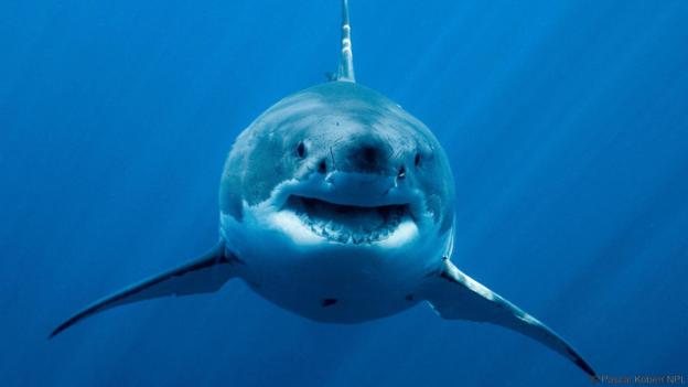 Great White Shark Backgrounds on Wallpapers Vista