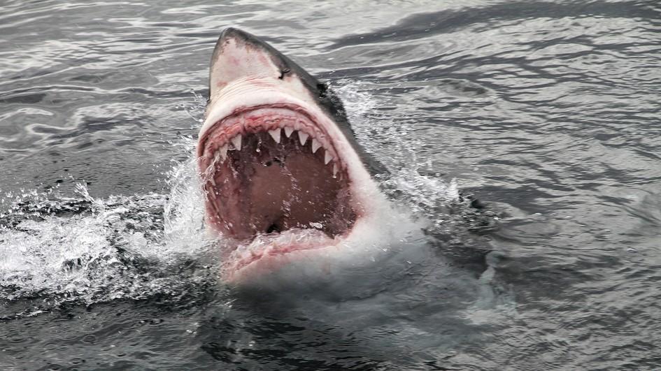 Nice wallpapers Great White Shark 945x531px