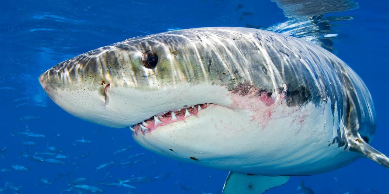 Great White Shark High Quality Background on Wallpapers Vista