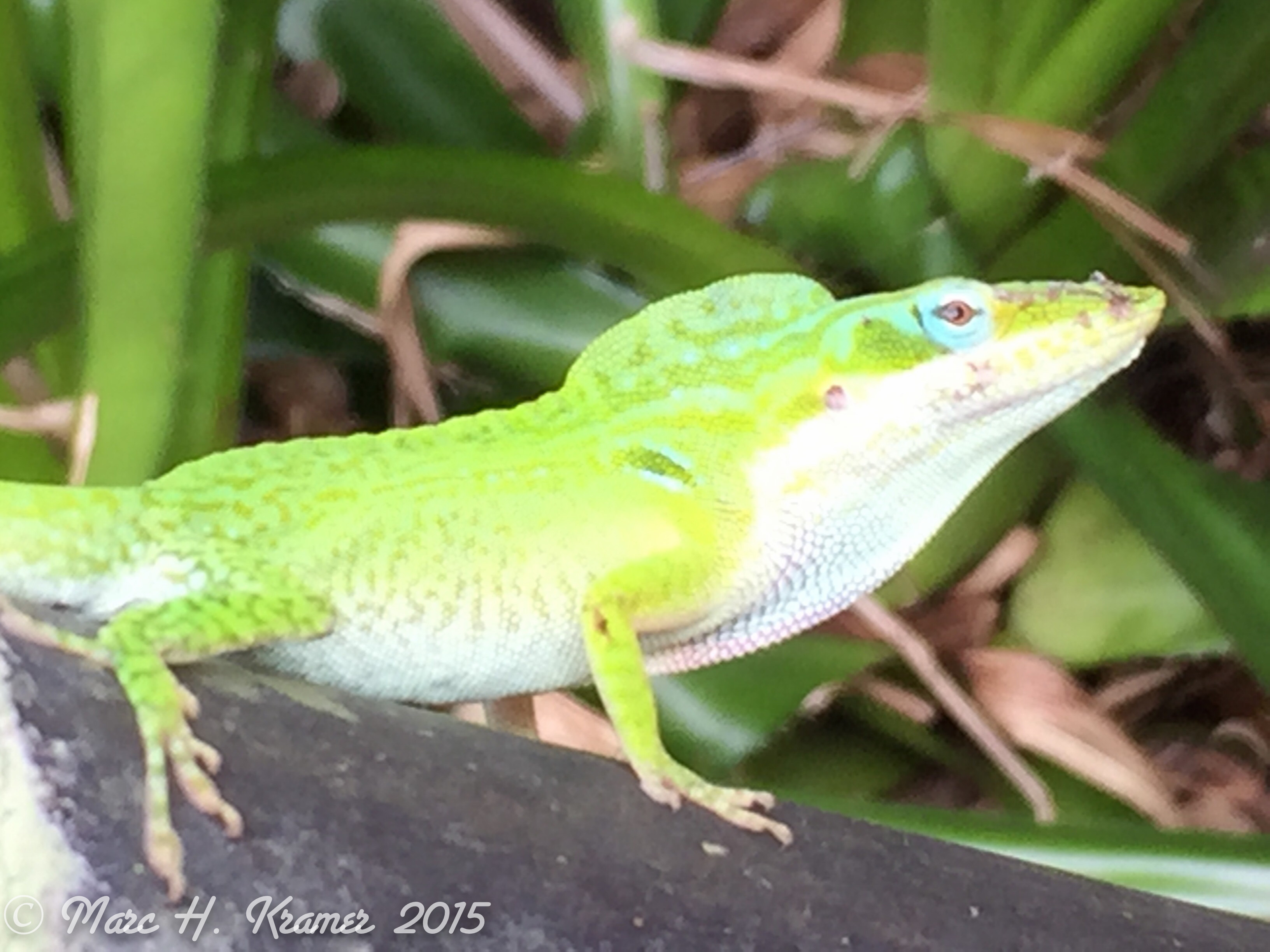 Green Anole High Quality Background on Wallpapers Vista