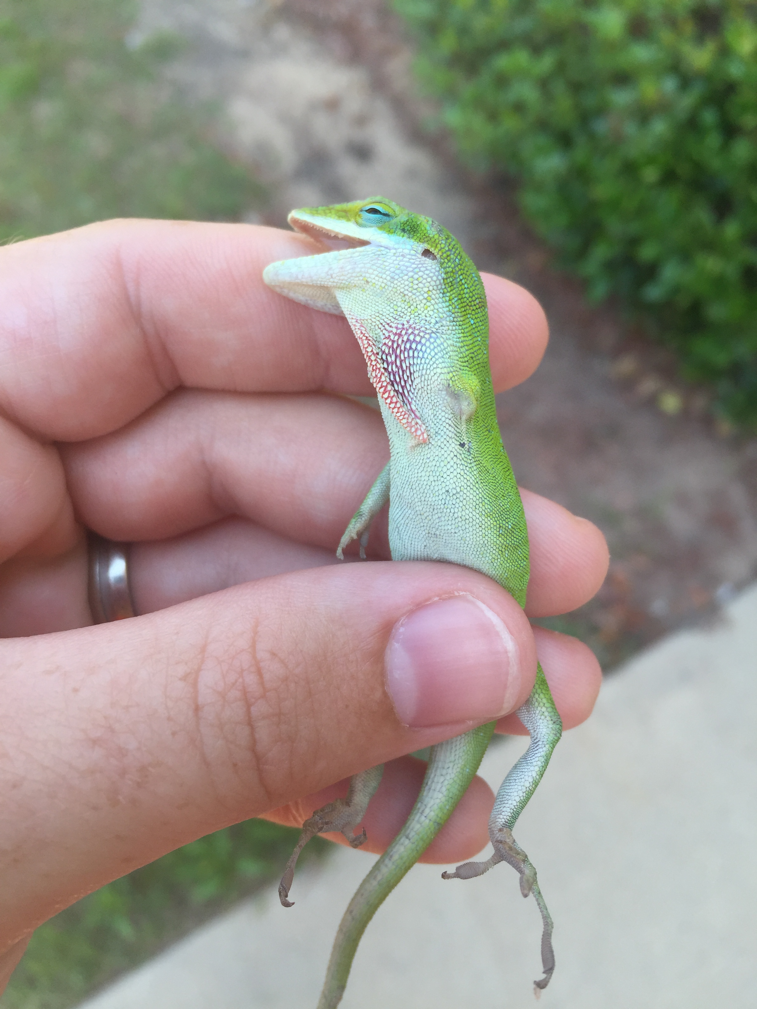 Nice wallpapers Green Anole 2448x3264px