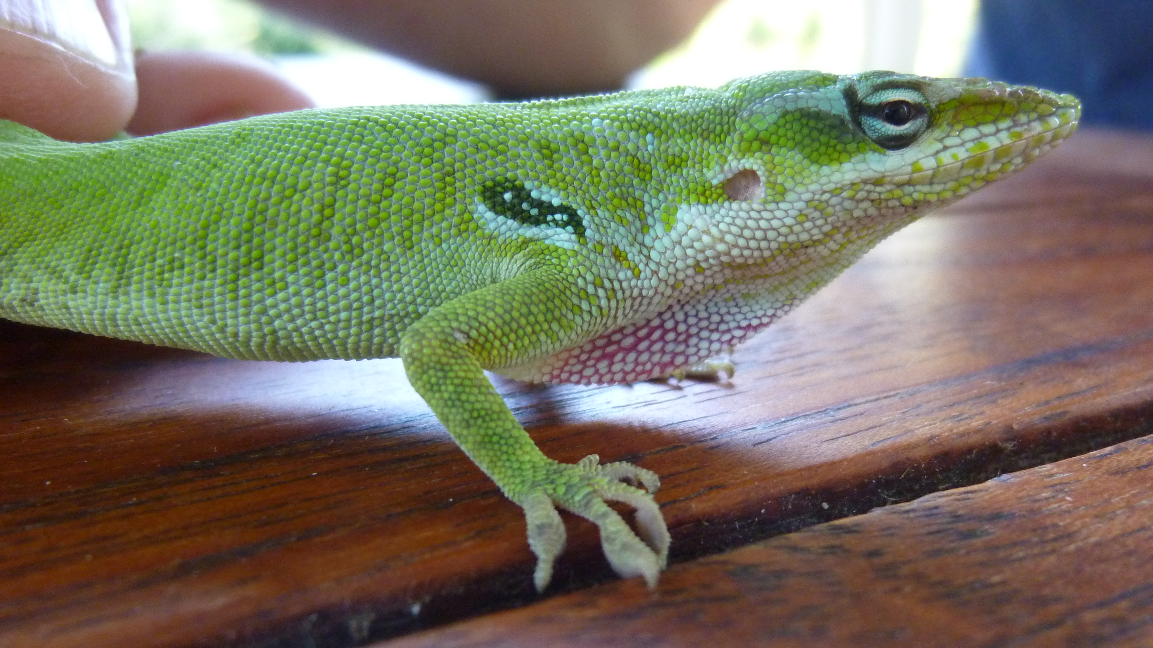 Images of Green Anole | 4000x2248
