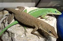 Nice wallpapers Green Anole 220x143px