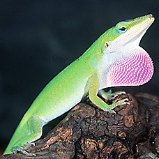 Green Anole Backgrounds on Wallpapers Vista