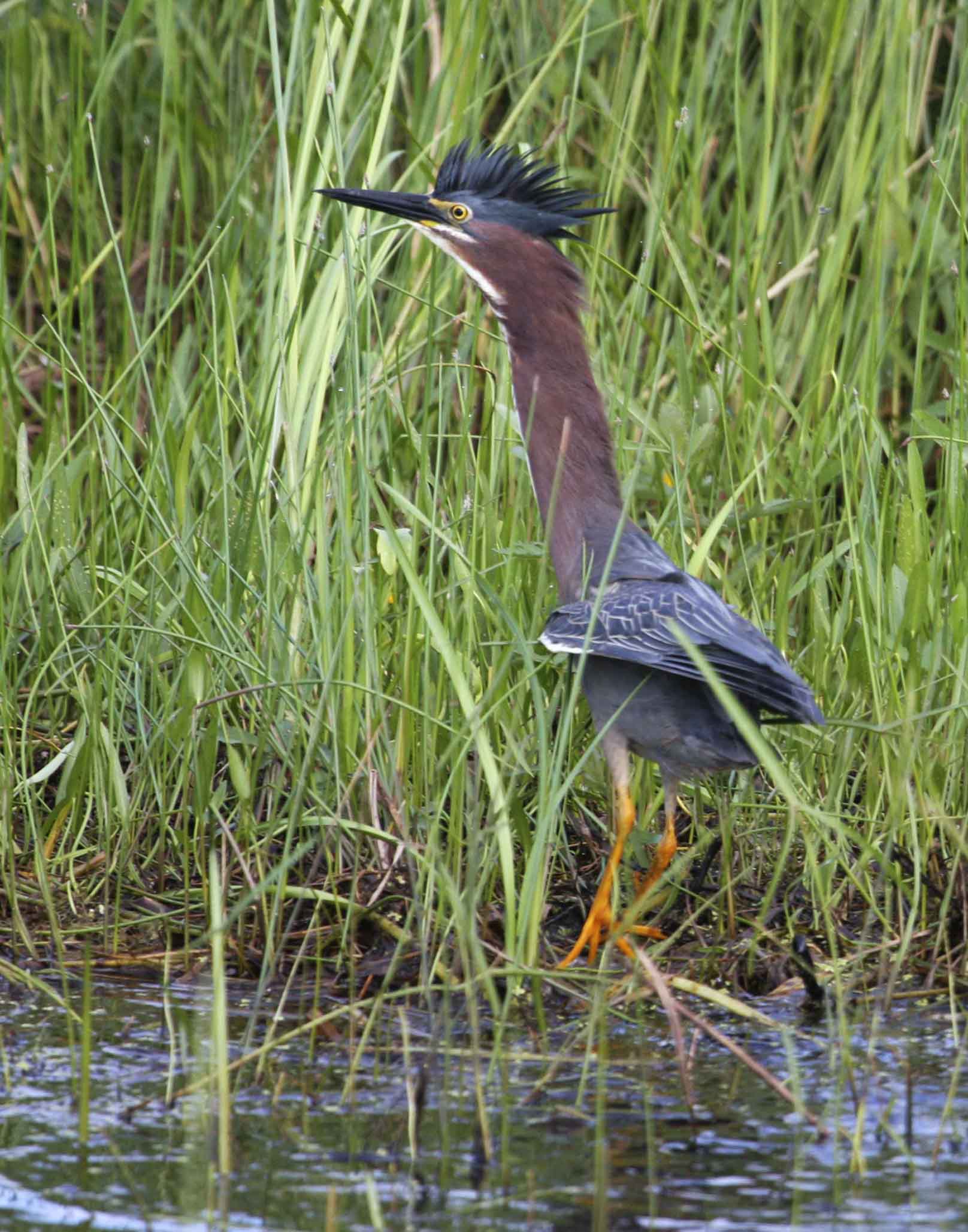 Amazing Green Heron Pictures & Backgrounds