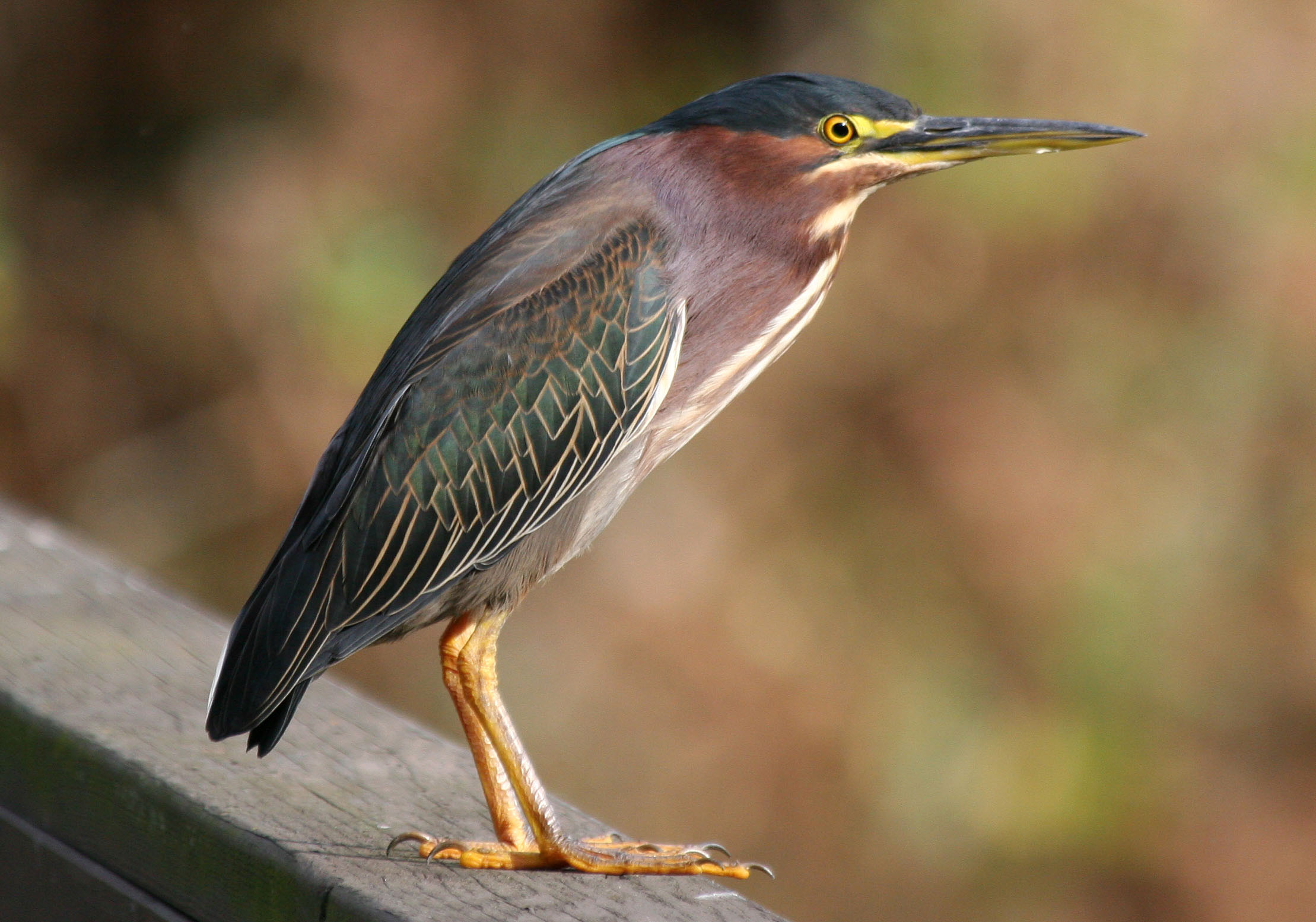 Green Heron Backgrounds, Compatible - PC, Mobile, Gadgets| 2218x1554 px