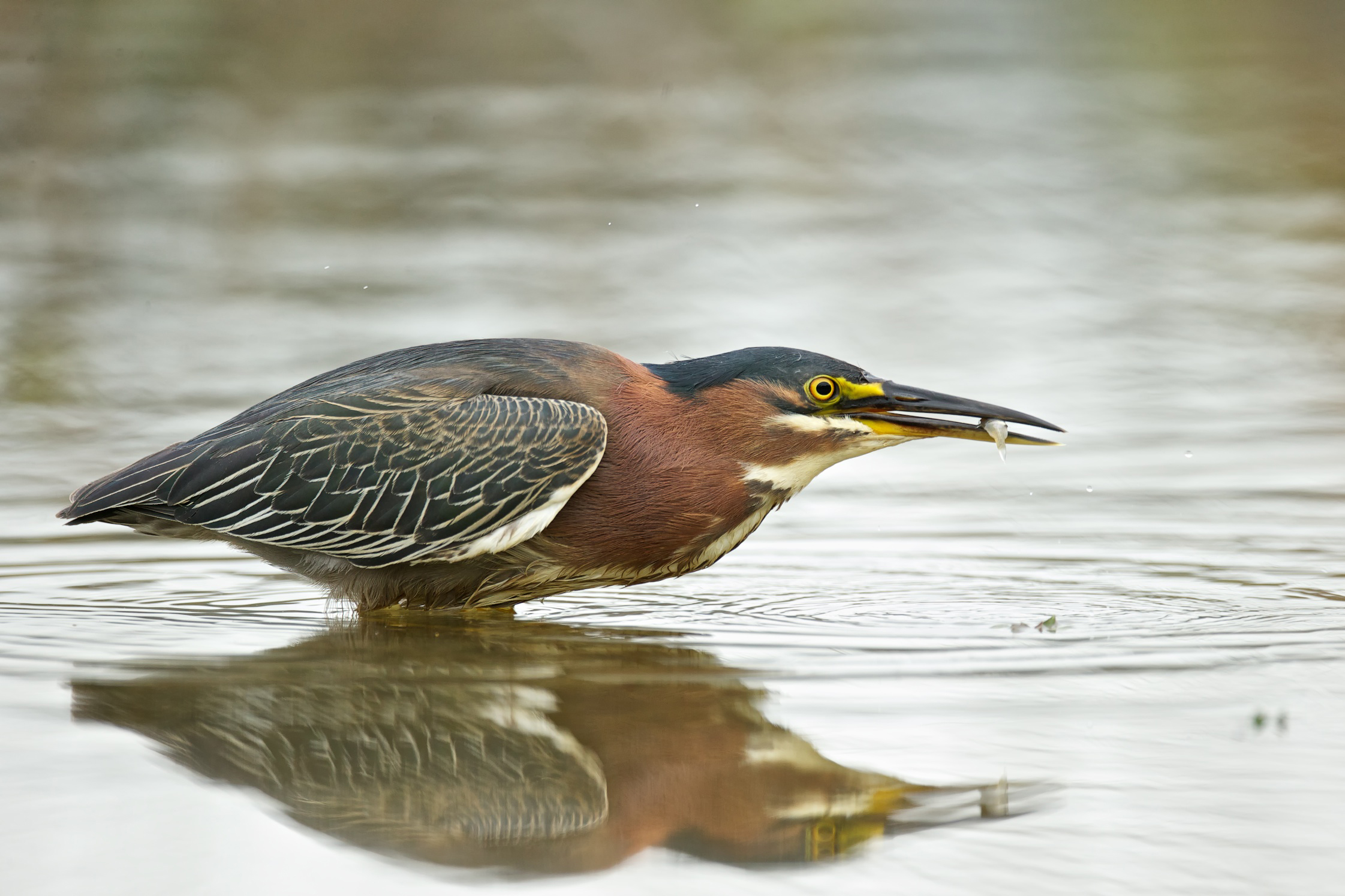 Green Heron Backgrounds on Wallpapers Vista