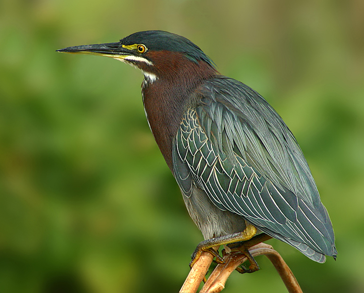 Green Heron High Quality Background on Wallpapers Vista