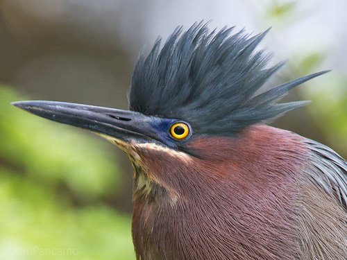 Amazing Green Heron Pictures & Backgrounds