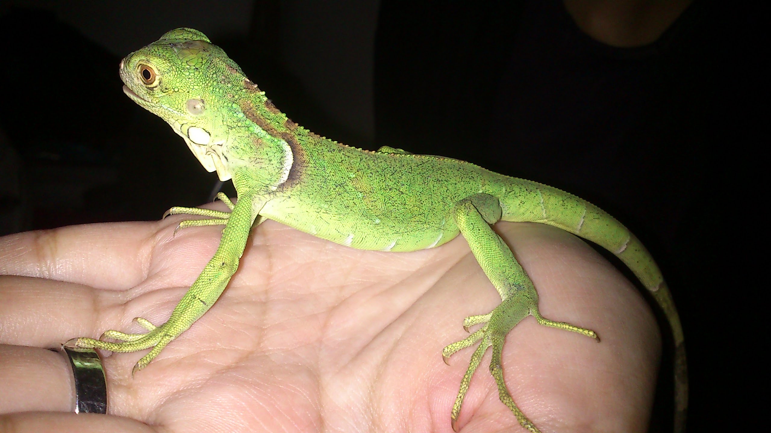 Images of Green Iguana | 2560x1440