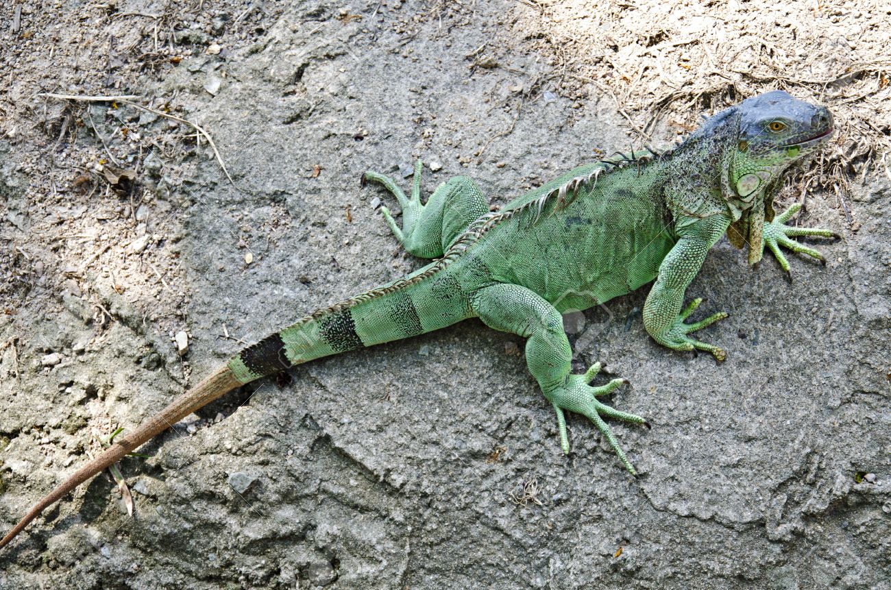 Images of Green Iguana | 1300x861