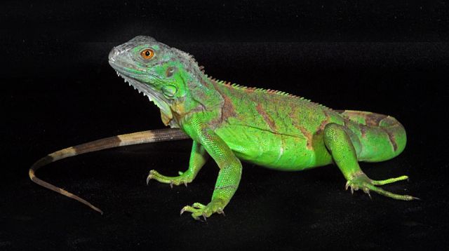Green Iguana High Quality Background on Wallpapers Vista
