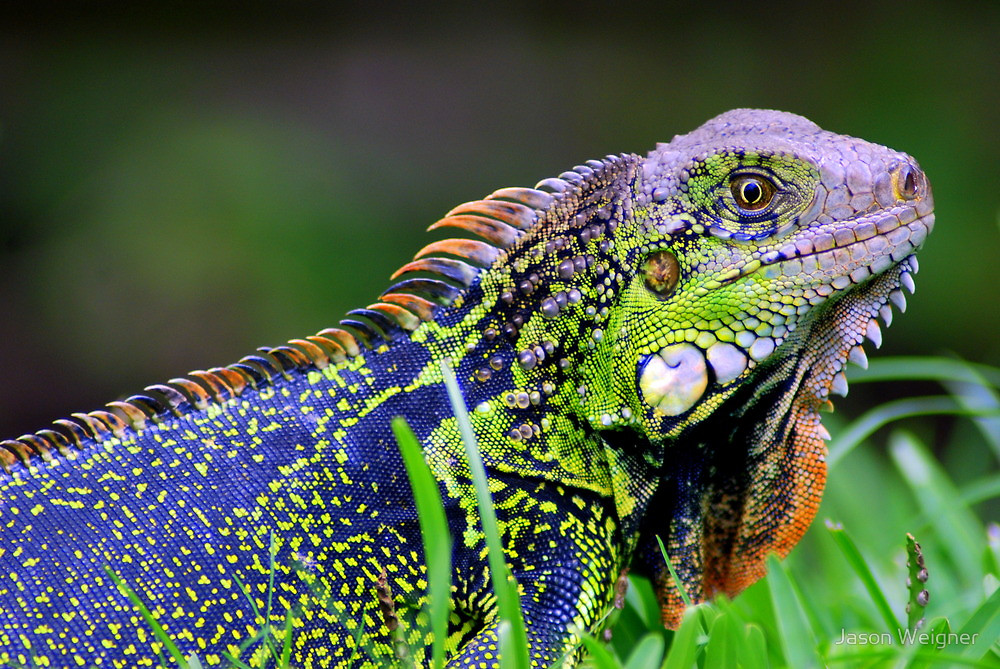 Amazing Green Iguana Pictures & Backgrounds