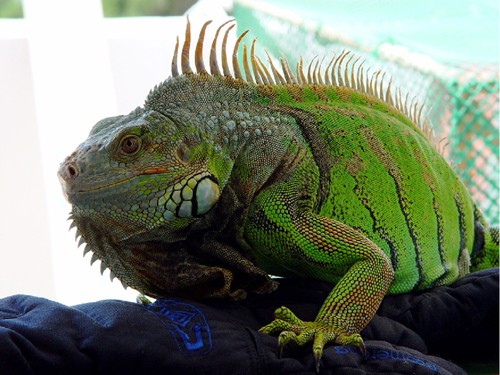 Green Iguana High Quality Background on Wallpapers Vista