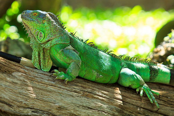 Green Iguana Backgrounds, Compatible - PC, Mobile, Gadgets| 600x400 px