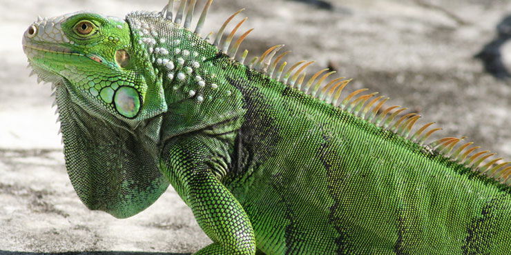 Green Iguana Pics, Animal Collection