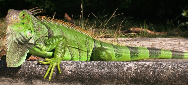 Images of Green Iguana | 755x340