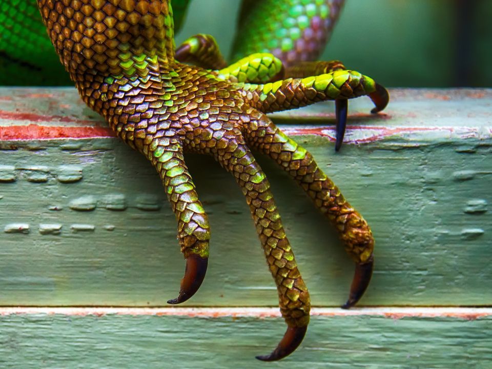 Iguana HD wallpapers, Desktop wallpaper - most viewed