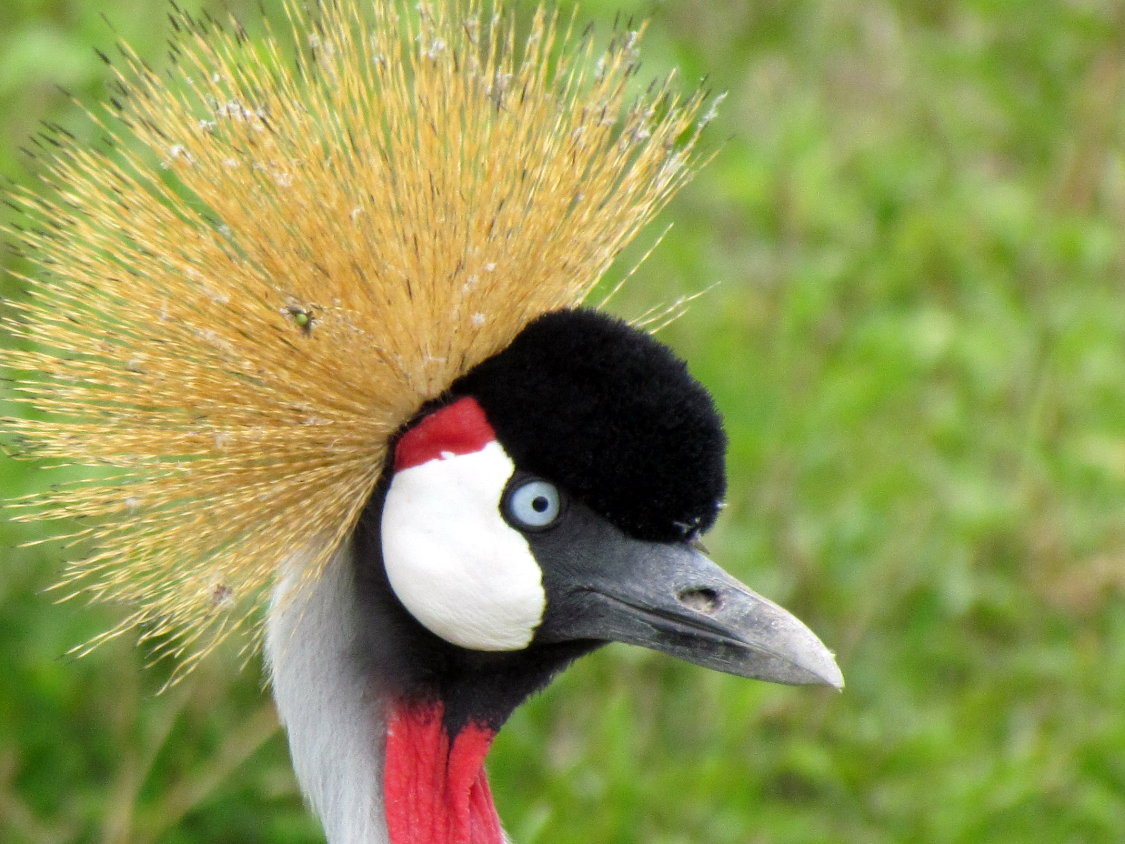 Nice Images Collection: Grey Crowned Crane Desktop Wallpapers