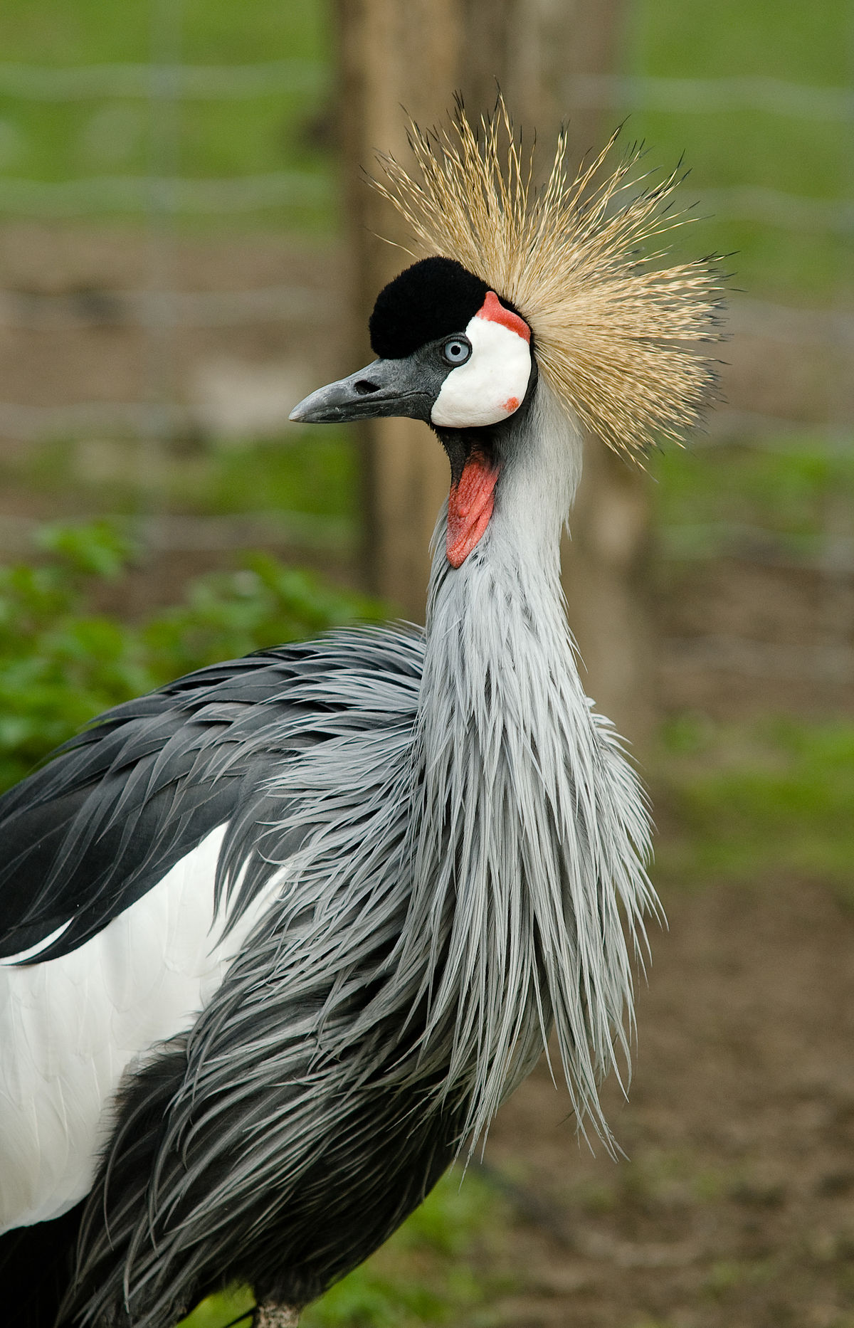 Grey Crowned Crane Pics, Animal Collection