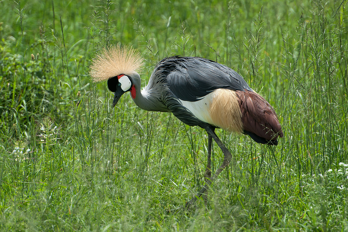 Grey Crowned Crane High Quality Background on Wallpapers Vista