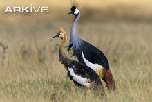 Images of Grey Crowned Crane | 220x147