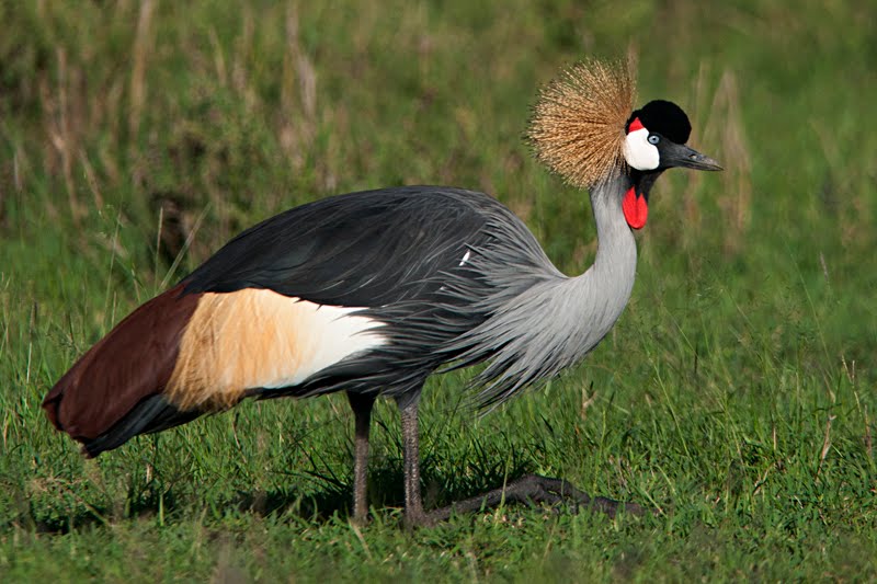 High Resolution Wallpaper | Grey Crowned Crane 800x533 px