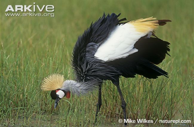 High Resolution Wallpaper | Grey Crowned Crane 650x425 px