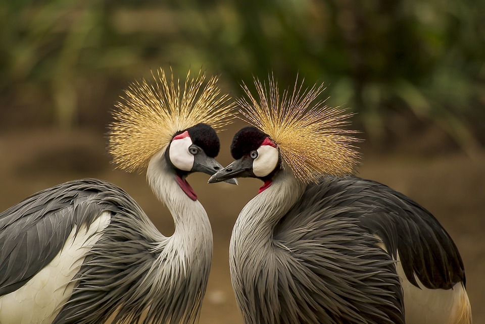 Nice Images Collection: Grey Crowned Crane Desktop Wallpapers