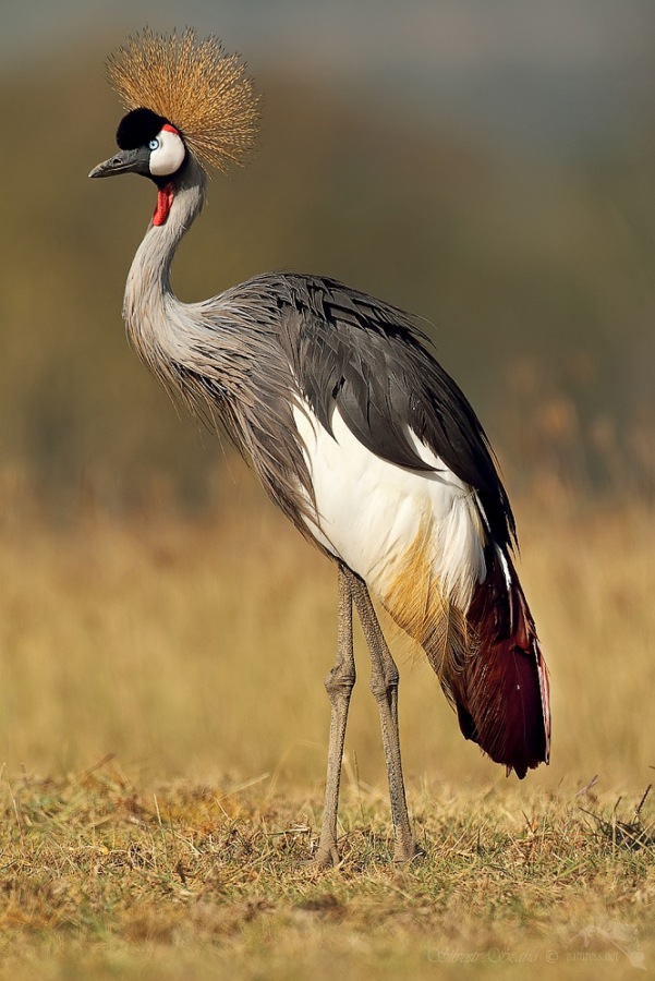 High Resolution Wallpaper | Grey Crowned Crane 601x900 px