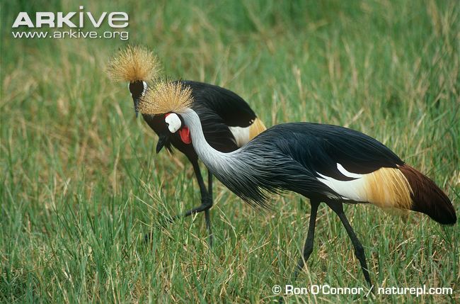 Images of Grey Crowned Crane | 650x429