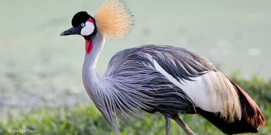 Amazing Grey Crowned Crane Pictures & Backgrounds