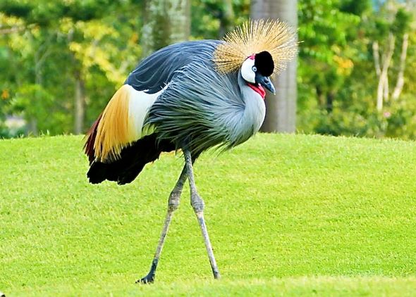 Images of Grey Crowned Crane | 590x422