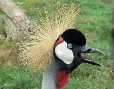 Grey Crowned Crane Backgrounds on Wallpapers Vista