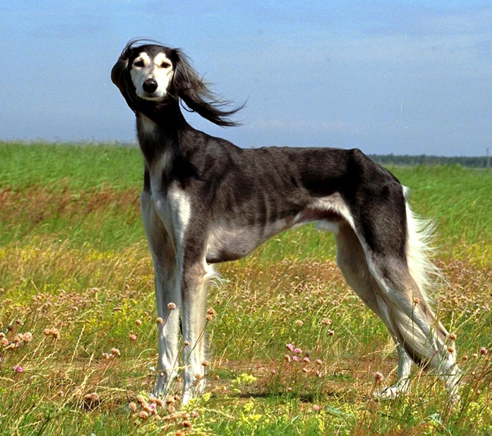 Greyhound Backgrounds, Compatible - PC, Mobile, Gadgets| 1610x1425 px