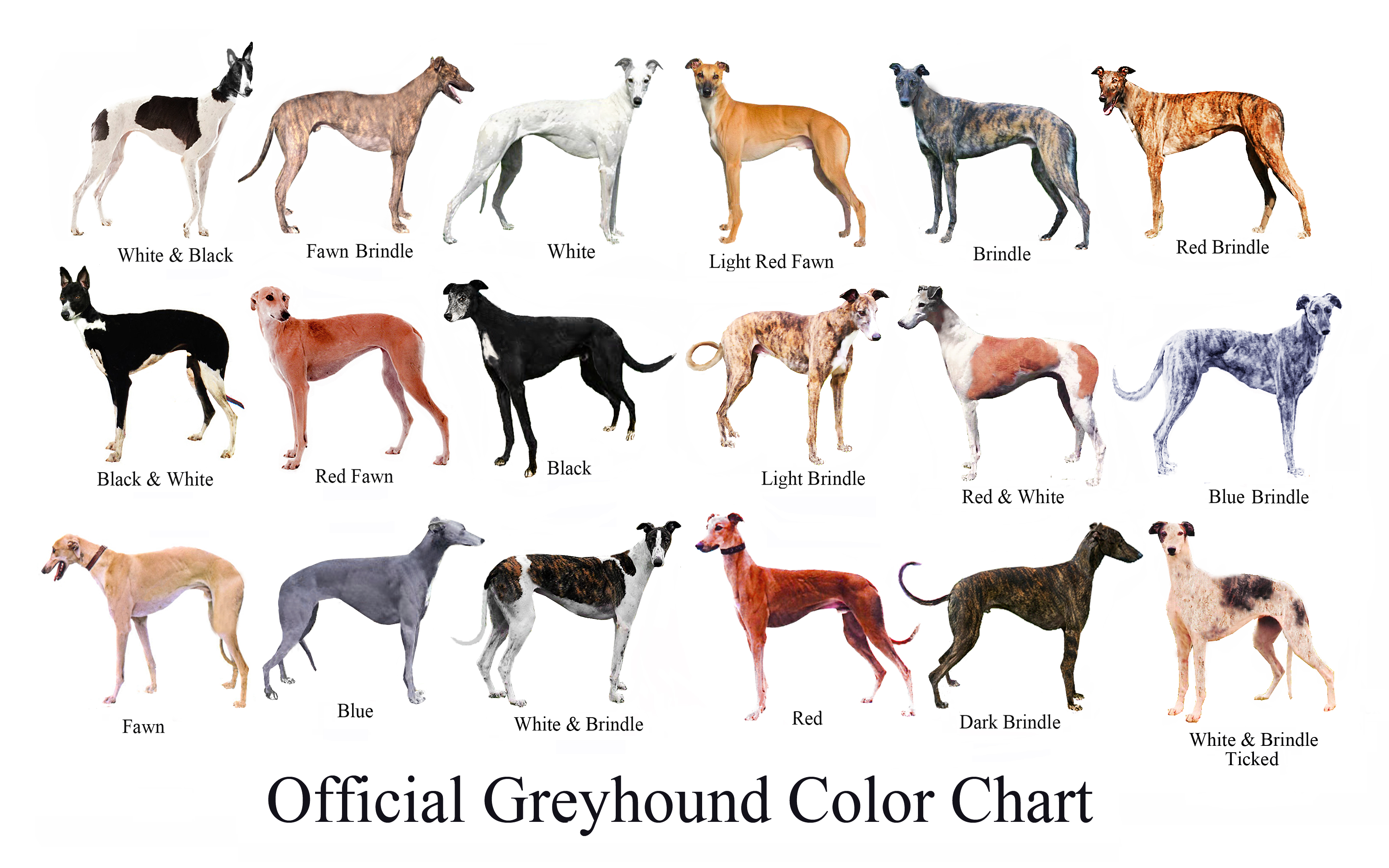 Amazing Greyhound Pictures & Backgrounds