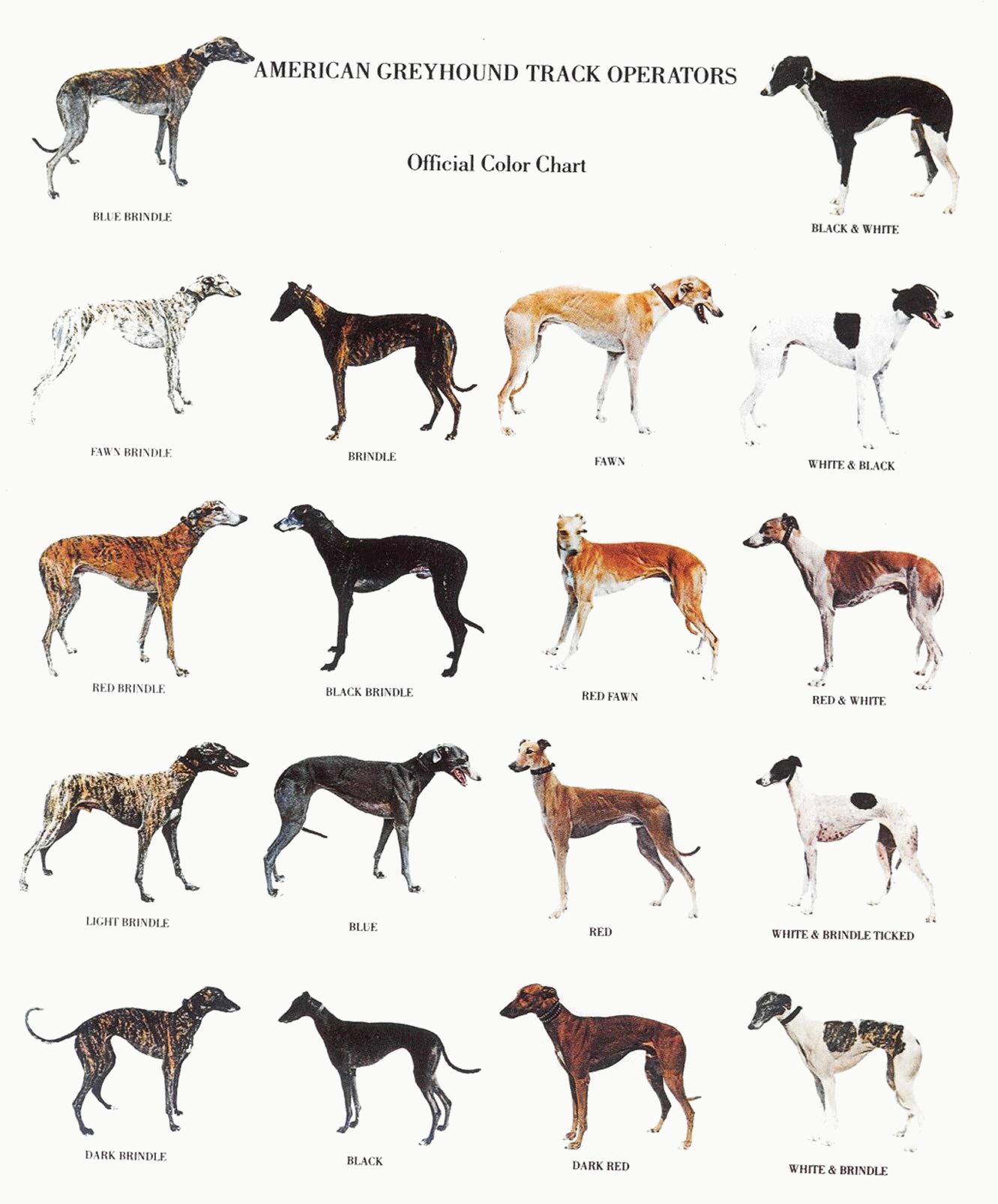 Greyhound Backgrounds, Compatible - PC, Mobile, Gadgets| 1331x1606 px