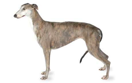 Images of Greyhound | 460x290