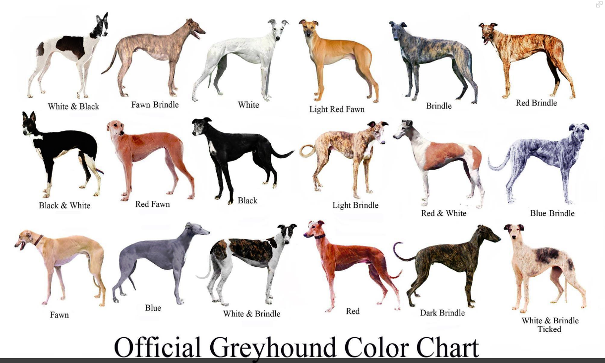 High Resolution Wallpaper | Greyhound 1220x732 px