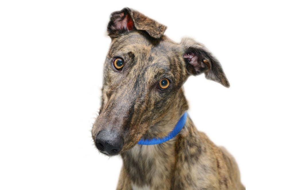 Greyhound Backgrounds, Compatible - PC, Mobile, Gadgets| 1000x663 px