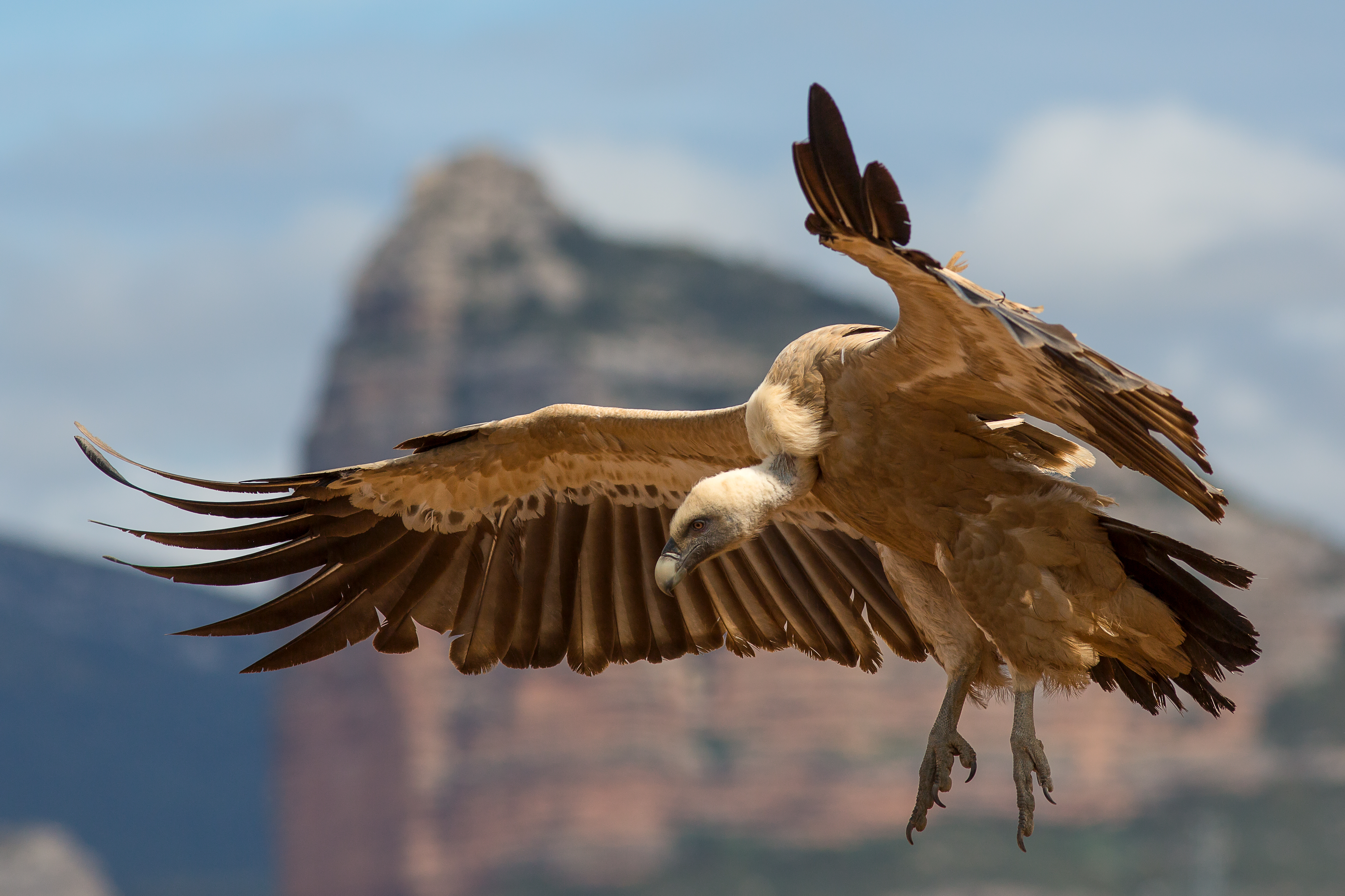 Images of Griffon Vulture | 4348x2898