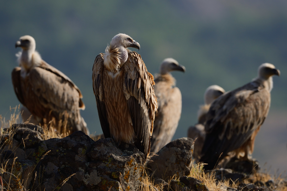 Griffon Vulture Backgrounds on Wallpapers Vista