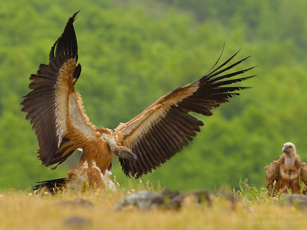 Nice wallpapers Griffon Vulture 1024x768px