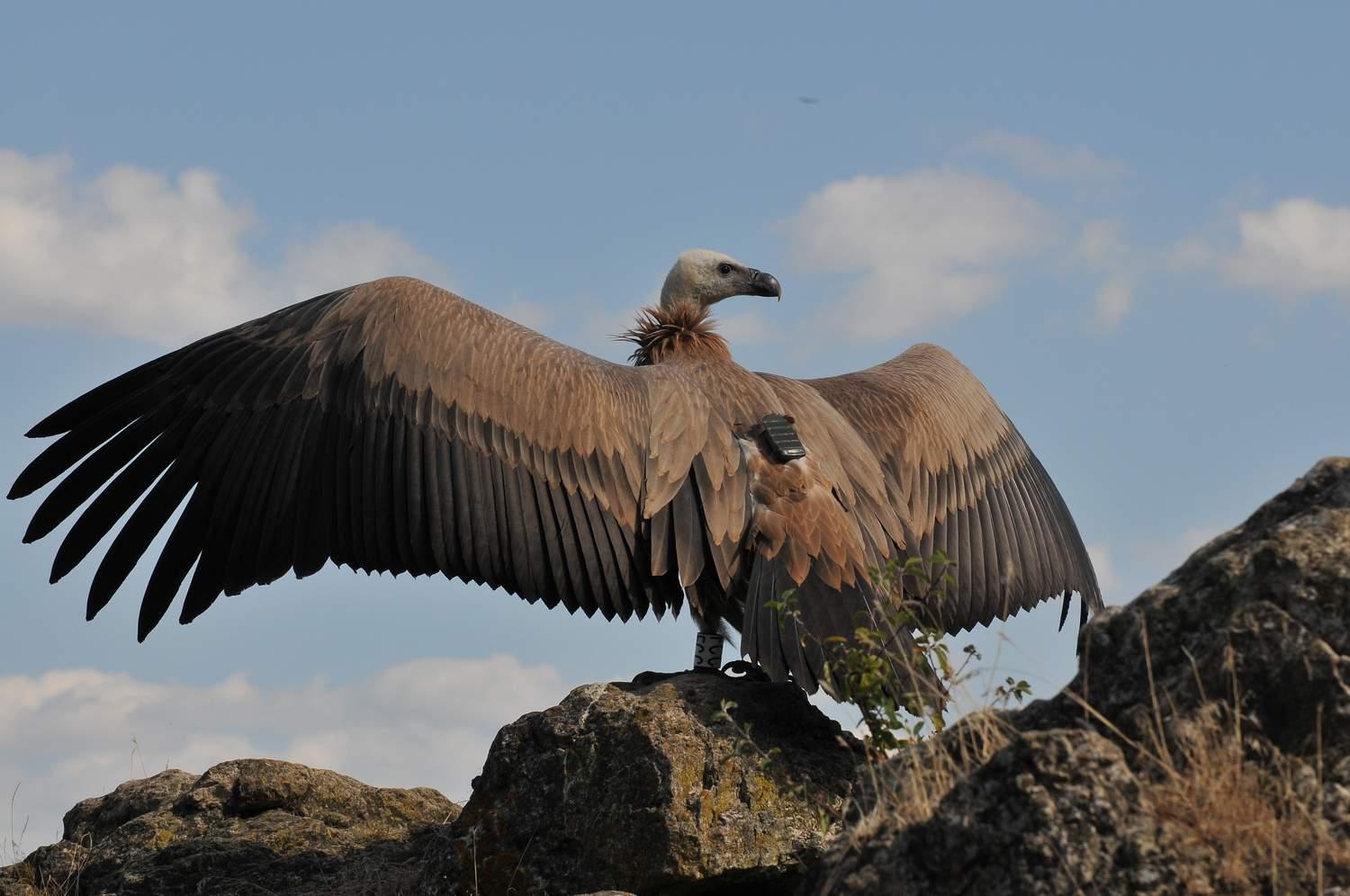 Griffon Vulture Pics, Animal Collection