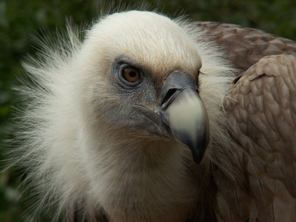 HD Quality Wallpaper | Collection: Animal, 1024x768 Griffon Vulture