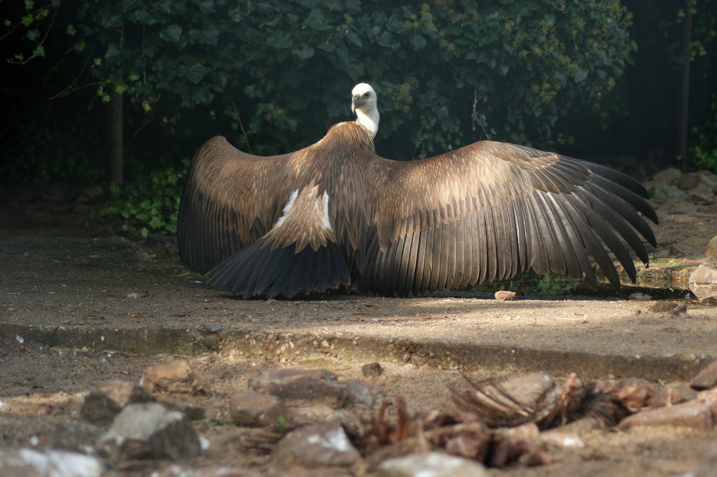 Images of Griffon Vulture | 1024x681