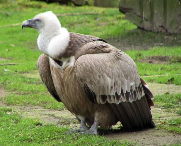 HD Quality Wallpaper | Collection: Animal, 636x514 Griffon Vulture