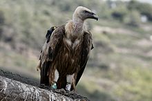 Nice Images Collection: Griffon Vulture Desktop Wallpapers