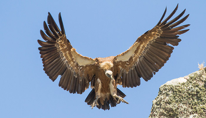HD Quality Wallpaper | Collection: Animal, 700x400 Griffon Vulture