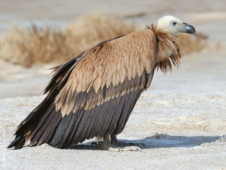 Griffon Vulture High Quality Background on Wallpapers Vista